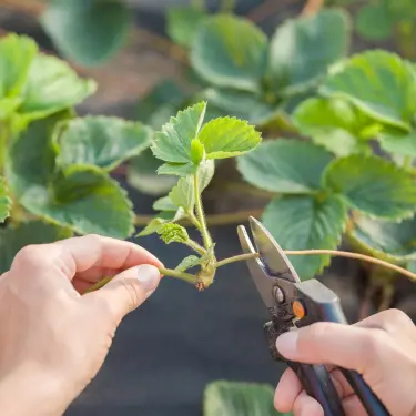 person taking fruit cutting