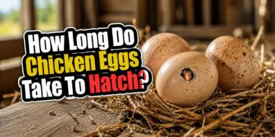 how long do chicken eggs take to hatch