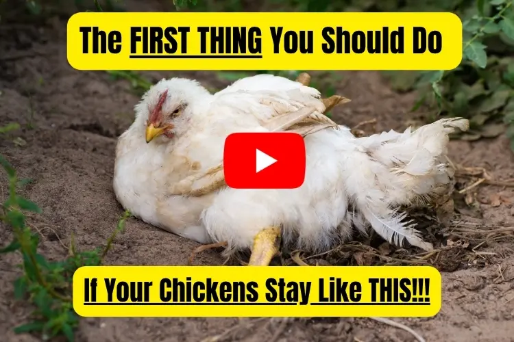 This is what you should do with sick chickens