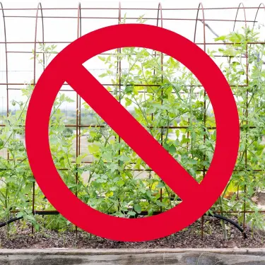 climbing tomatos