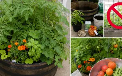 DIY Food-Generator in a Box