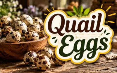 Quail Eggs: Nutrition, Uses, and Why Every Homesteader Should Raise Quail