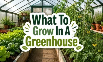 What to Grow in a Greenhouse &ndash; A Complete Homesteader&rsquo;s Guide to Year-Round Production