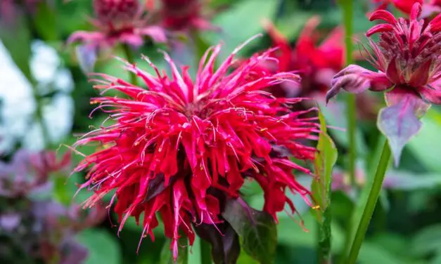 Bee Balm – How to Grow, Harvest, and Use It On Your Homestead