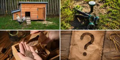 homesteading scam items
