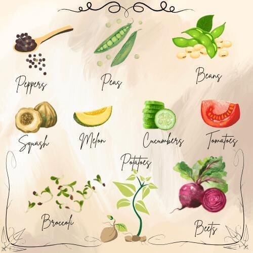 how to collect and save seeds, which seeds to harvest