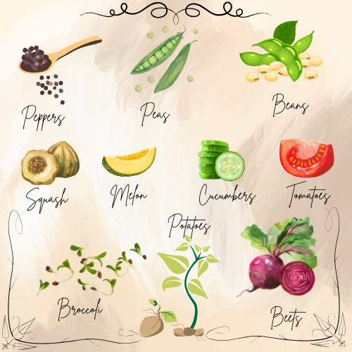 how to collect and save seeds, which seeds to harvest