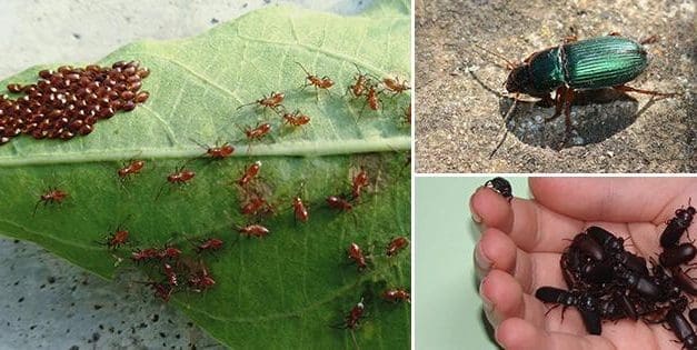 10 Bugs You Should Never Kill In Your Garden