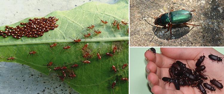 10 Bugs You Should Never Kill In Your Garden