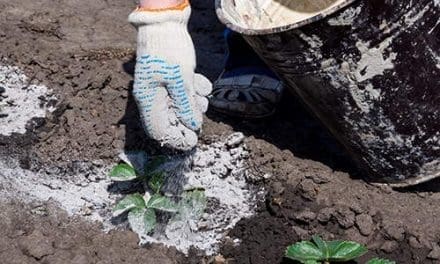 30 Survival Uses For Wood Ashes You Never Thought Of - Self Sufficient