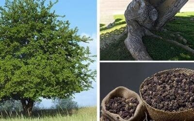 The One Tree That Every Homesteader Should Plant