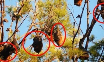 What To Do If You See A Bat On Your Homestead