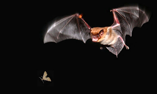 What To Do If You See A Bat On Your Homestead