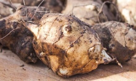 200 Pounds Of Food You Can Harvest Only This Winter