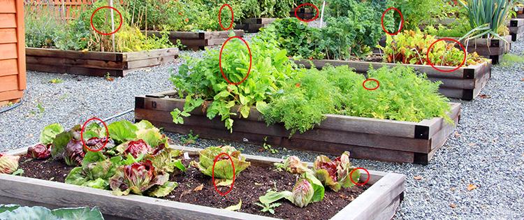 How To Organize Your Garden For Maximum Harvest