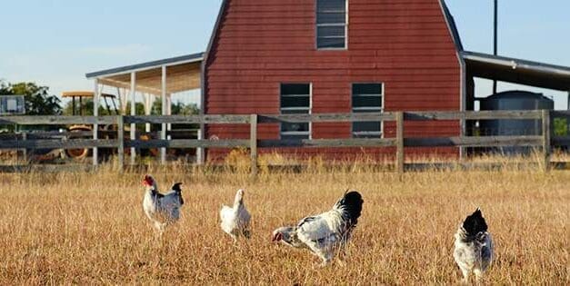6 Small Animals You Can Raise On Your Property