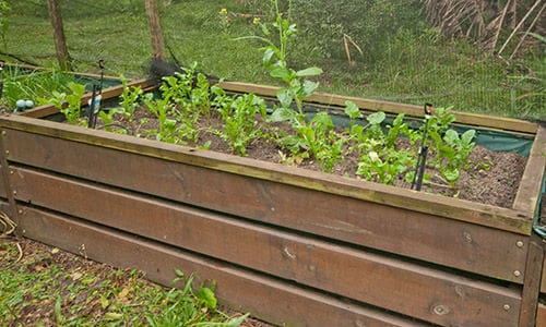 irrigation system for the raised beds