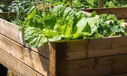 DIY Raised Beds For Your Backyard