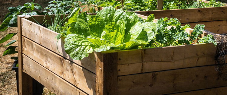 DIY Raised Beds For Your Backyard