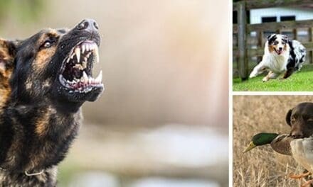 Best Dog Breeds For Homesteaders