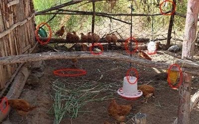 10 Common Mistakes You Should Avoid If You Want To Raise Chickens