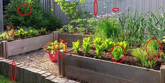 DIY Survival Garden