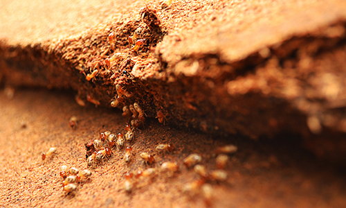 How To Get Rid Of Termites On Your Property