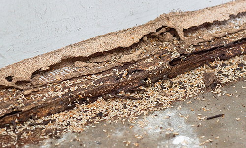 How To Get Rid Of Termites On Your Property