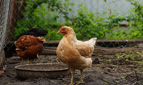 Build Your Chicken Coop With $50 In One Hour