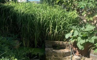 DIY Aquaponics