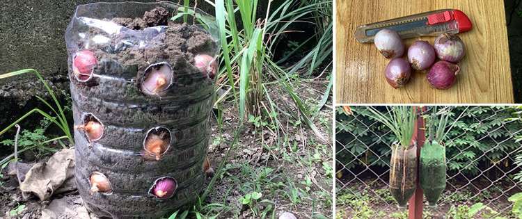 How To Make Your Own Vertical Onion Planter