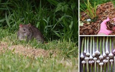 How You Can Keep Rodents Out Of Your Garden