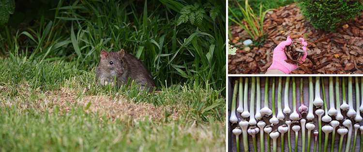 How You Can Keep Rodents Out Of Your Garden