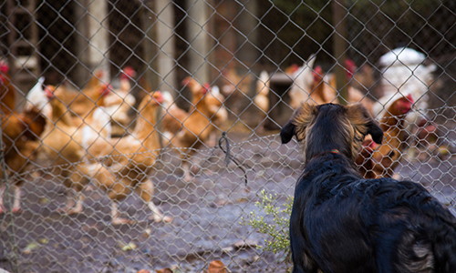 Build Your Chicken Coop With $50 In One Hour