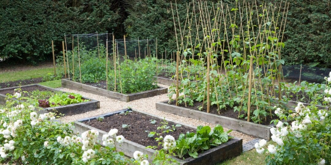 7 Common Raised Bed Mistakes Every Person Should Avoid