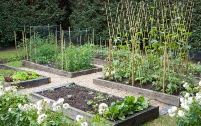 7 Common Raised Bed Mistakes Every Person Should Avoid