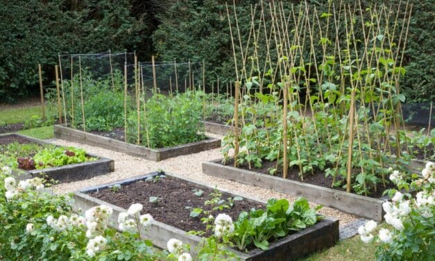 7 Common Raised Bed Mistakes Every Person Should Avoid