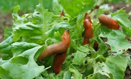 8 Best Natural Ways To Stop Slugs And Snails From Destroying Your Plants
