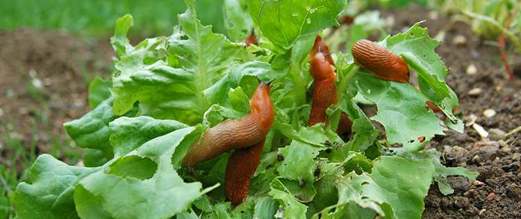 8 Best Natural Ways To Stop Slugs And Snails From Destroying Your Plants