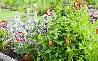 9 Best Plants That Naturally Repel Pests from Your Homestead