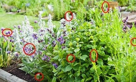 9 Best Plants That Naturally Repel Pests from Your Homestead