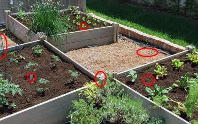 7 Common Raised Bed Mistakes Every Person Should Avoid