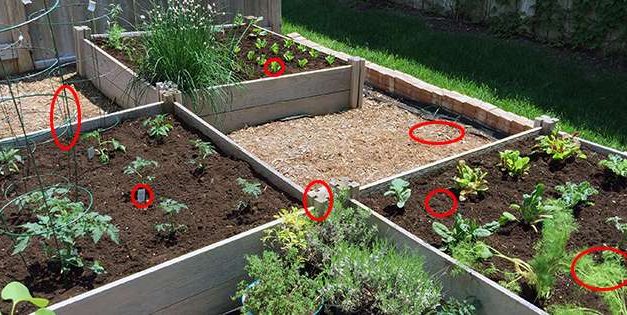 7 Common Raised Bed Mistakes Every Person Should Avoid