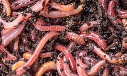 Earthworms