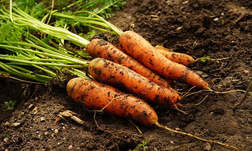 The Most Contaminated Vegetables You Should Look Out For