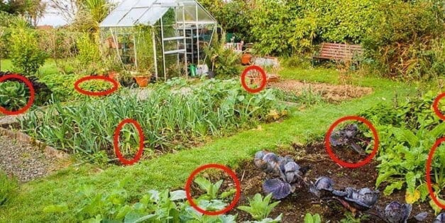 The Most Contaminated Vegetables You Should Look Out For