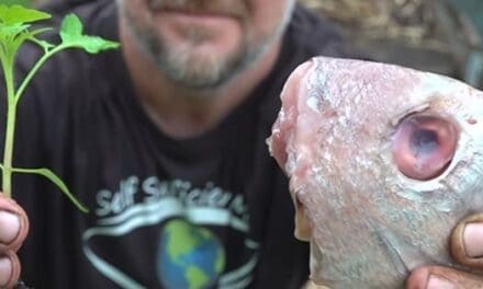 What Happens When You Bury A Fish Head Under A Tomato Plant