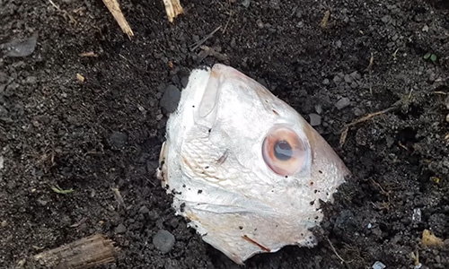 What happens when you bury a fish head under a tomato plant