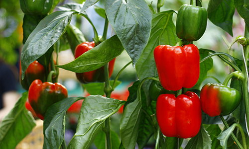 5 vegetables that are too easy to grow