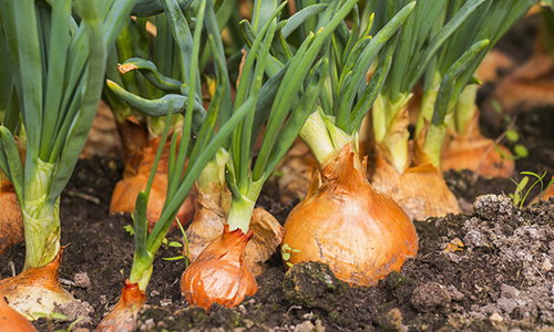 5 vegetables that are too easy to grow